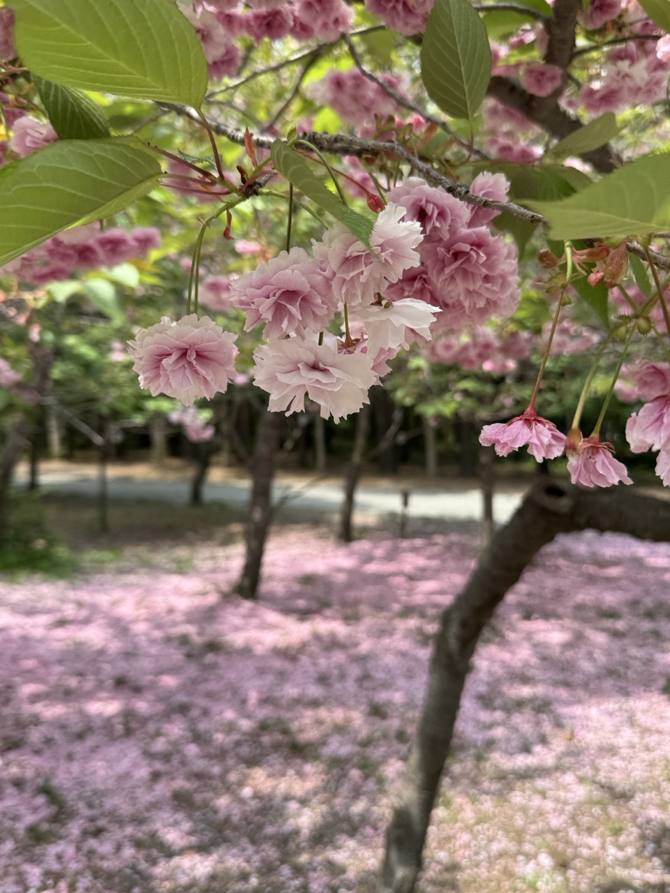 IMG_2467(大).jpeg IMG 2467 大