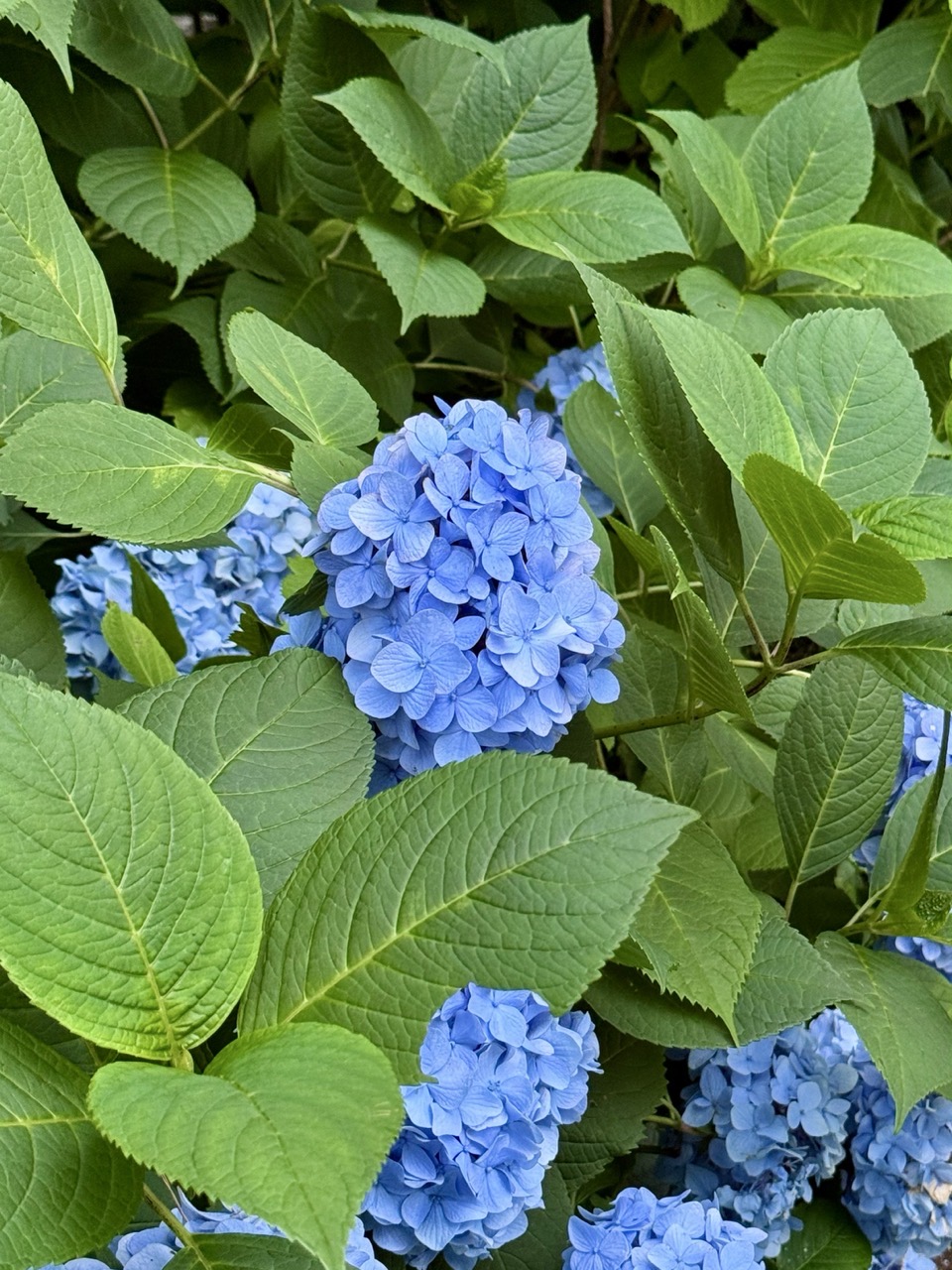 IMG 2912 大